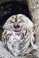 Kattugle - Tawny Owl (Strix aluco)